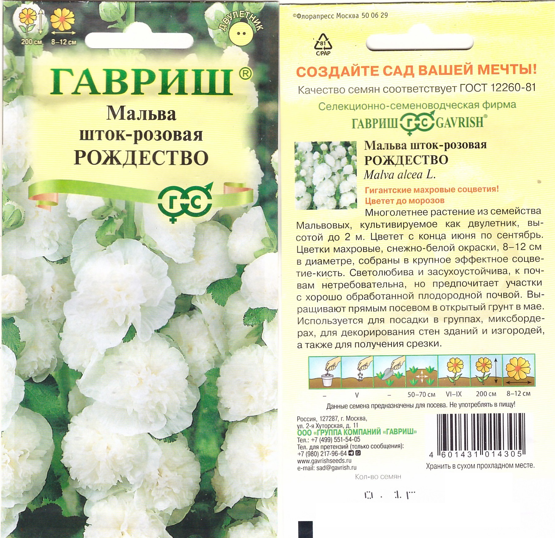 Мальва Рождество, Гавриш