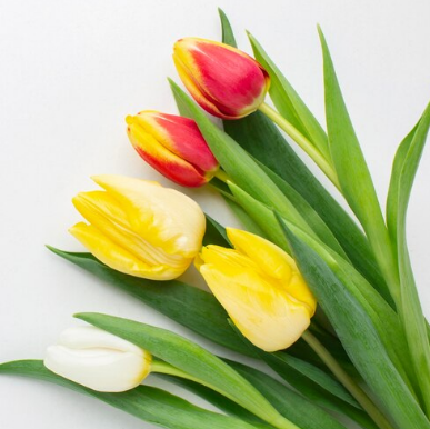 Тюльпан 5лук 