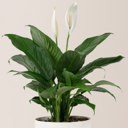 Спатифилум 