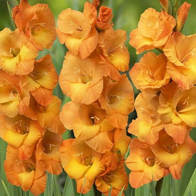 Гладиолус Корнелли