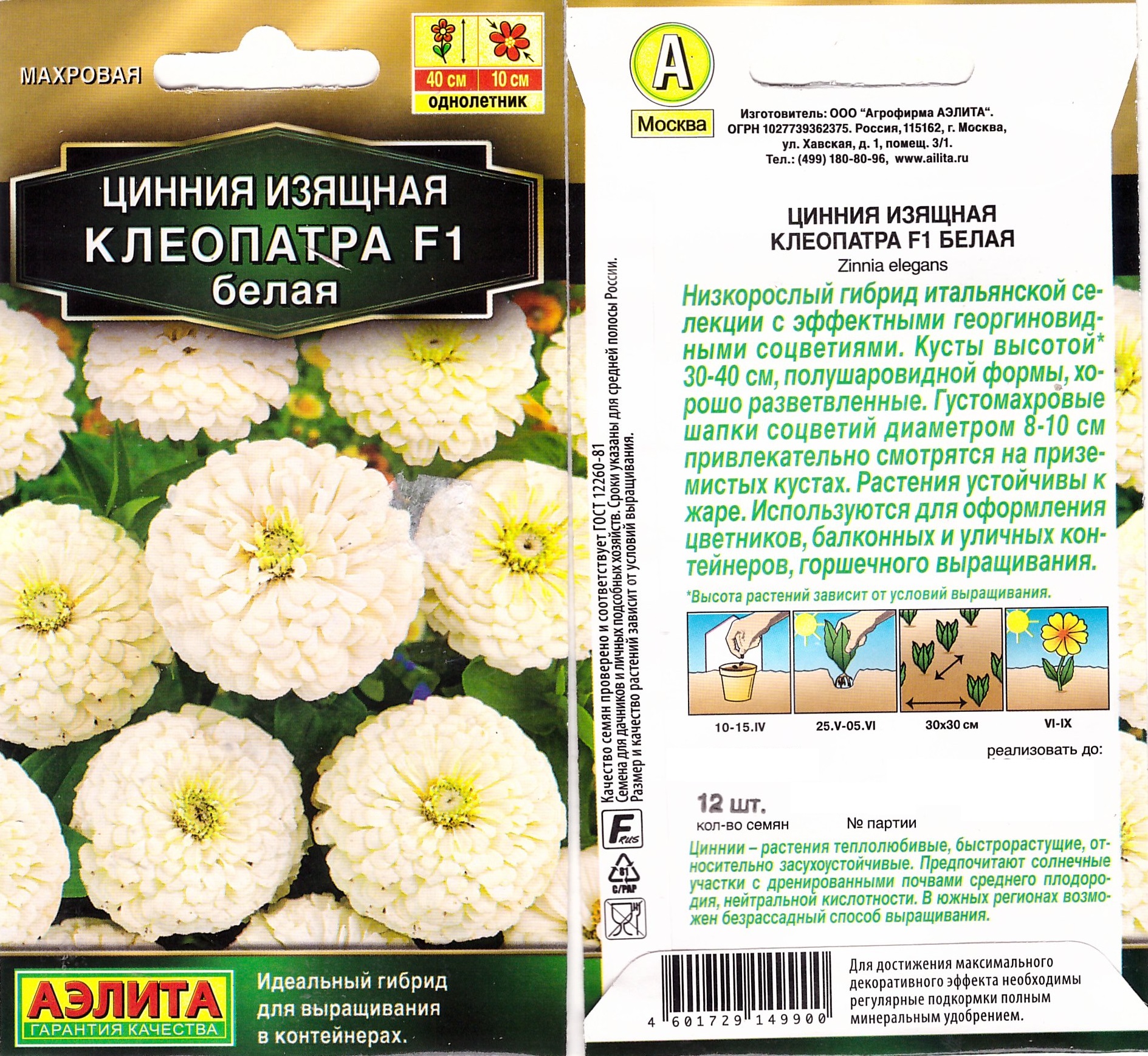 Цинния Клеопатра белая